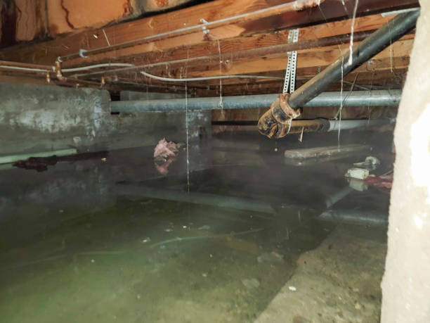 Best Mold removal after water damage  in Algonac, MI