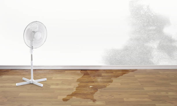 Best Professional water damage repair  in Algonac, MI