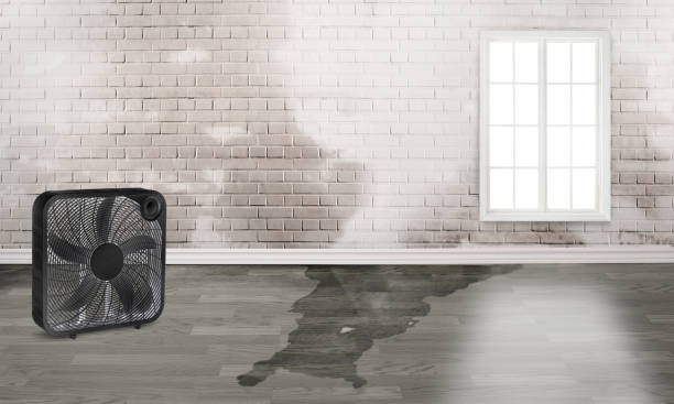 Best Carpet water damage restoration  in Algonac, MI